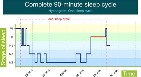 Benefits of Optimal REM Cycle Length