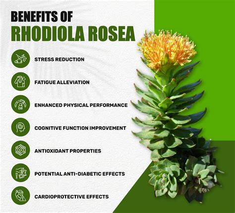 Benefits of Rhodiola Rosea for Brain Health