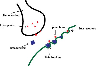 beta blockers mechanism of action