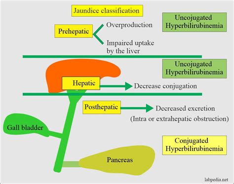 Bilirubin and Jaundice in Infants