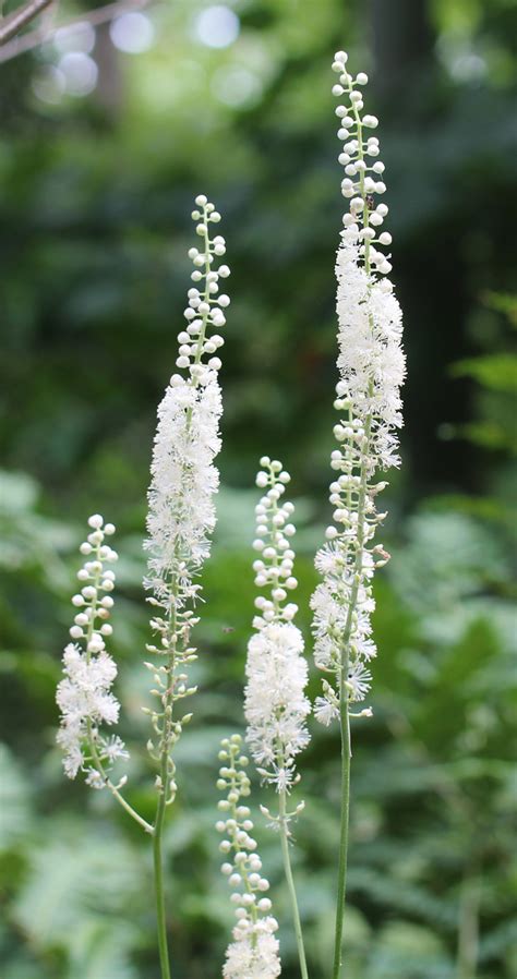 Black Cohosh Plant