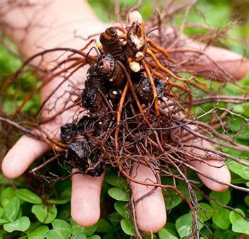 Black Cohosh Root