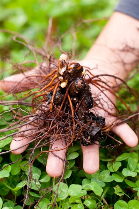 Black Cohosh Root Precautions