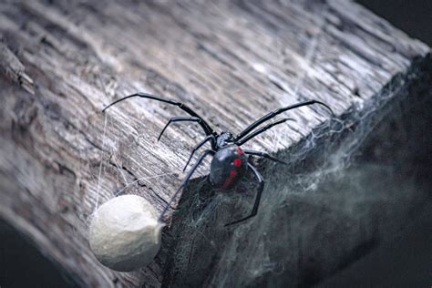 Black Widow Bite Conclusion