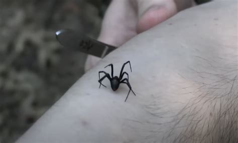 Black Widow Bite Myths