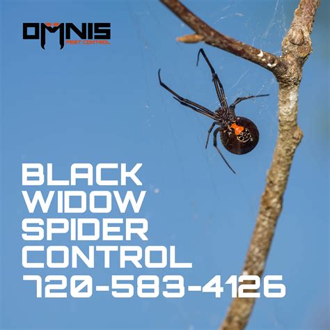black widow spider control