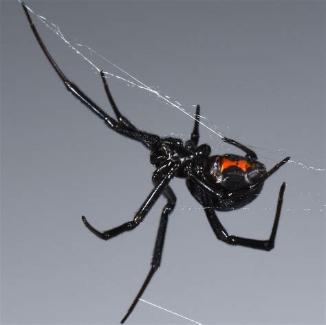 black widow spider habitat