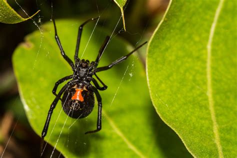 black widow spider venom