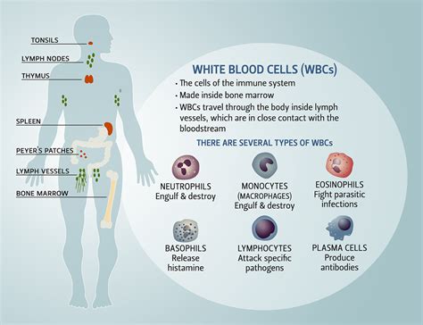 blood and the immune system