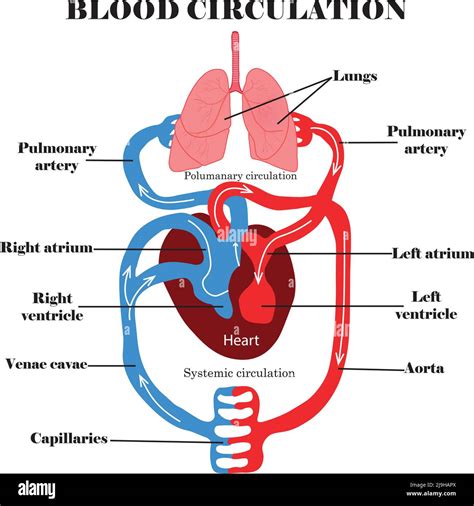 blood circulation