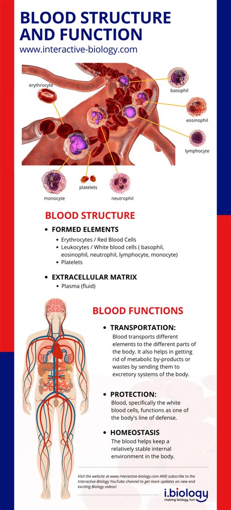 blood functions