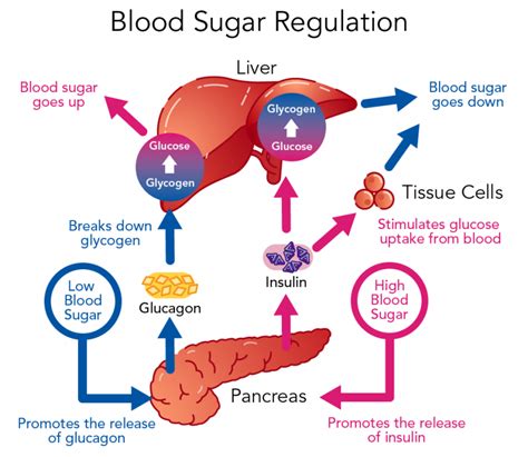 Blood sugar control mechanisms