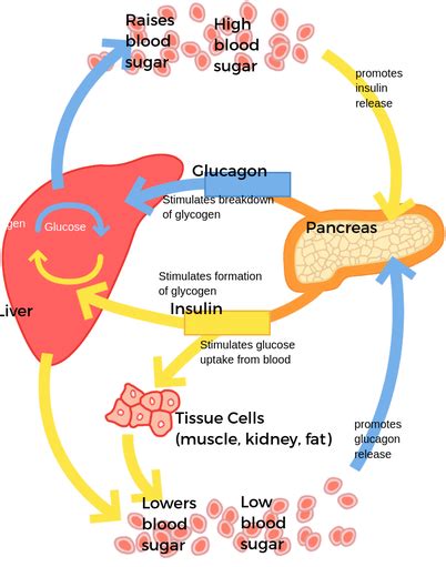 blood sugar regulation