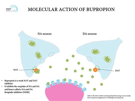 bupropion mechanism of action