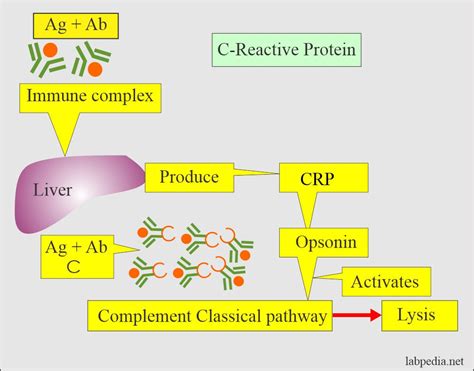 C-Reactive Protein Test
