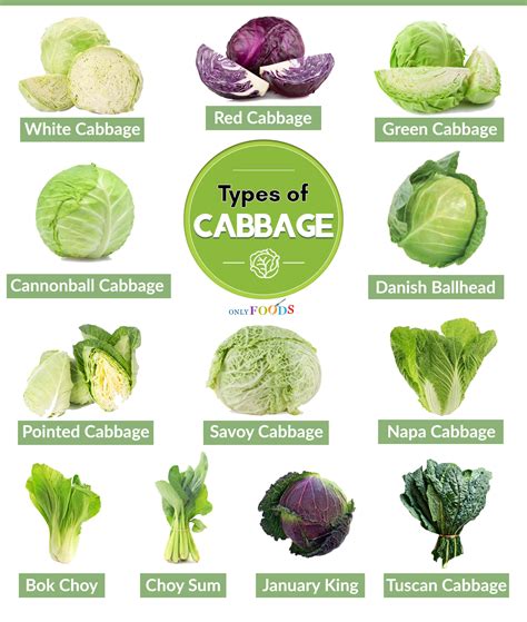 cabbage varieties