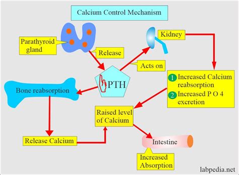 Calcium mechanisms