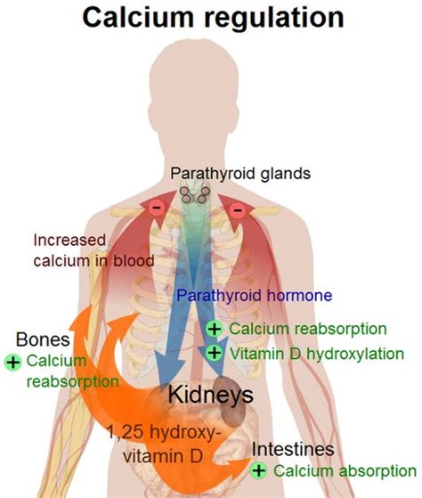 Calcium and Vitamin D Interactions