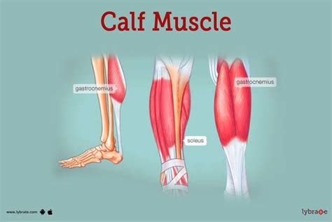 Calf Muscle Anatomy