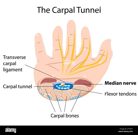 Carpal Tunnel Anatomy