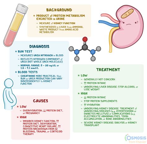 Causes of Abnormal Low Bun Blood Test Results
