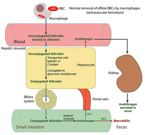 causes of low bilirubin