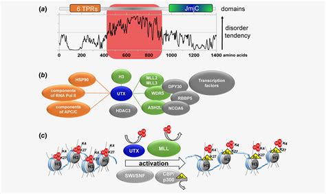 CBC and Its Therapeutic Potential