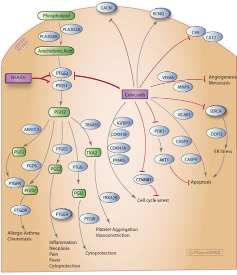 Celecoxib Mechanism of Action