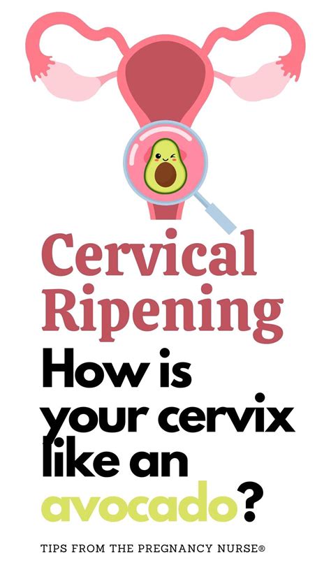 cervix ripeness check procedure