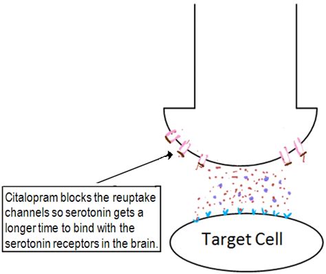 Mechanism of action of citalopram