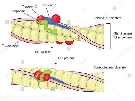 Clinical Applications of Troponin Test