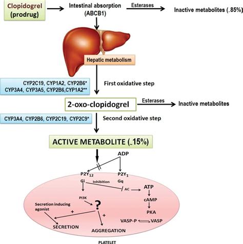 Clopidogrel Mechanism