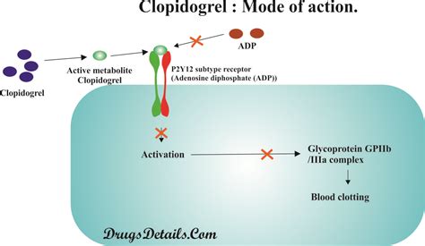 Working Mechanisms of Clopidogrel