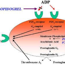 Clopidogrel Final Thoughts