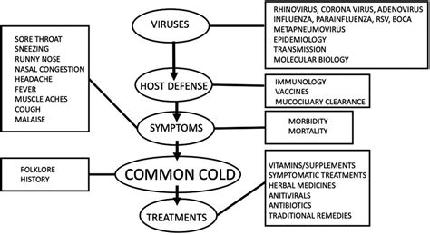 common cold conclusion