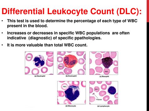 conclusion of leukocyte count