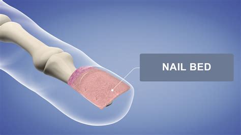 Conclusion on nail bed health
