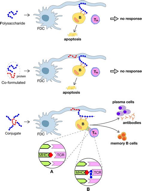 conjugate vaccine