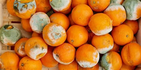 Foods contaminated with bacteria or other pathogens