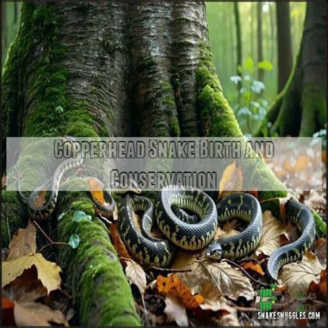 copperhead conservation status