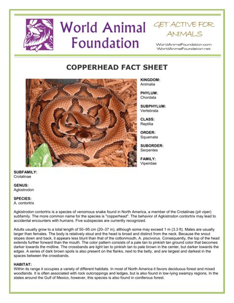 copperhead interesting facts