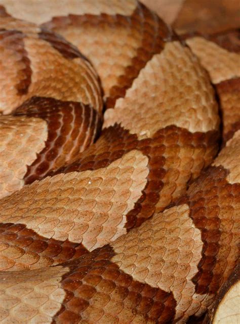 copperhead faqs