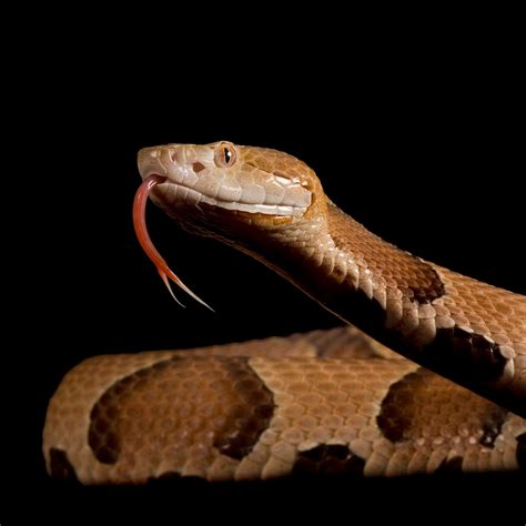 copperhead venom and bite