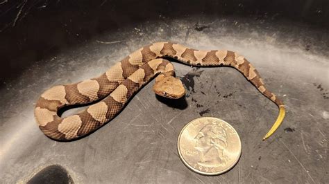 copperheads in their natural habitat