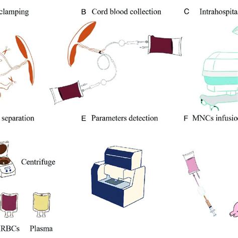 Cord Blood Collection
