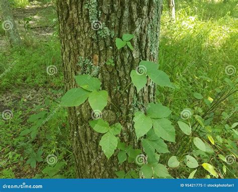 cultivating poison ivy