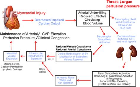 current research on heart fluid imbalance