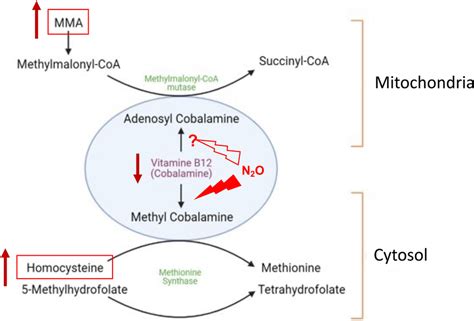 Interactions and side effects of cyanocobalamin