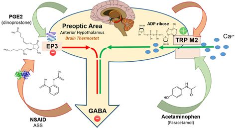 cyproheptadine mechanism of action