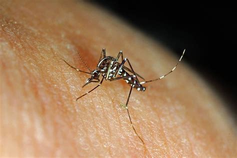 Dengue Fever Climate Change